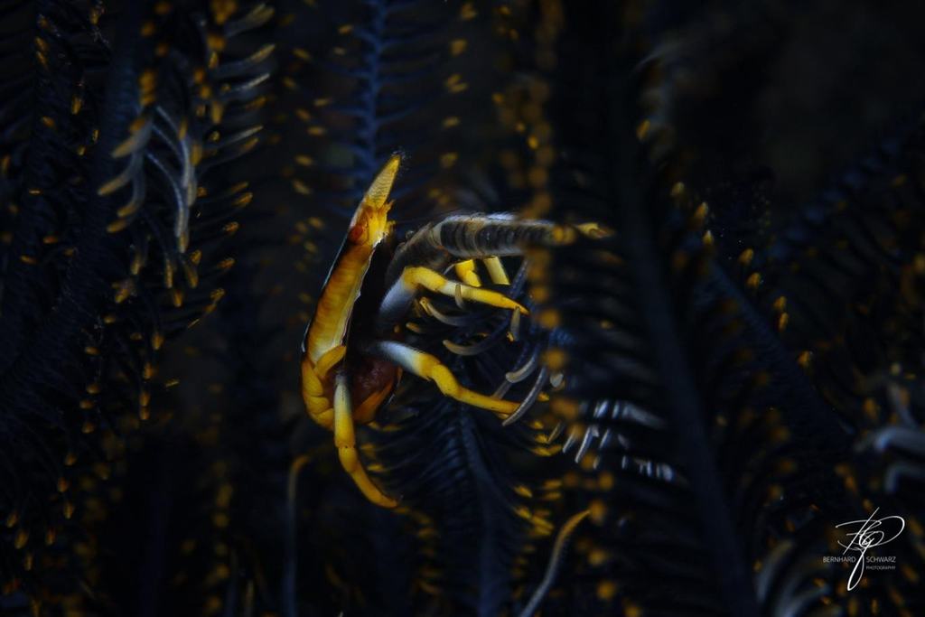 TULAMBEN