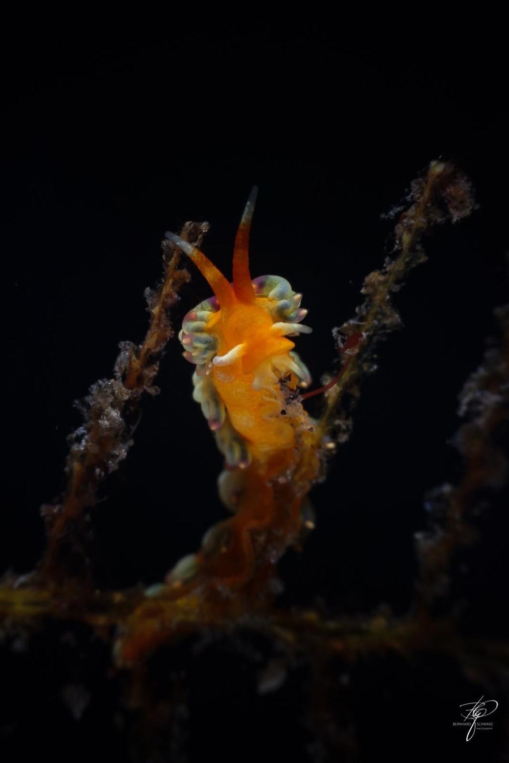 TULAMBEN