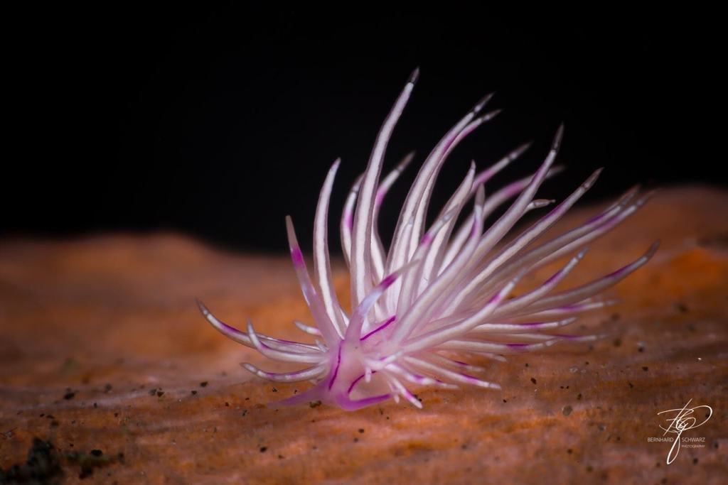 TULAMBEN