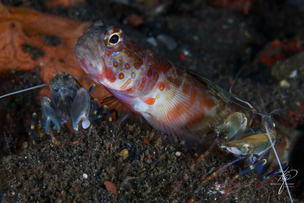 TULAMBEN