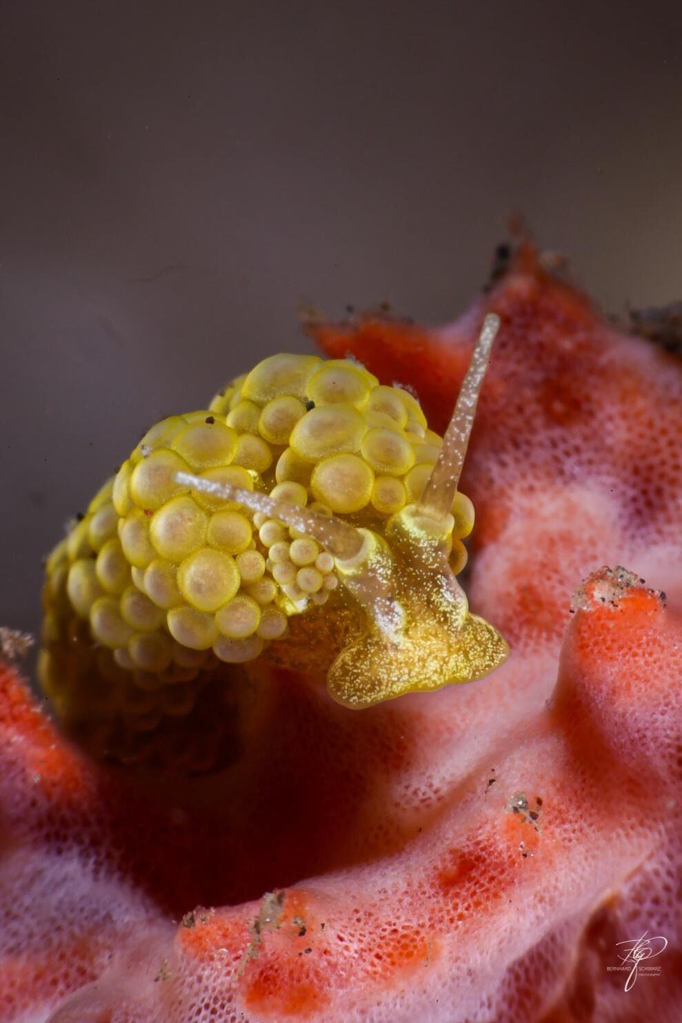 TULAMBEN