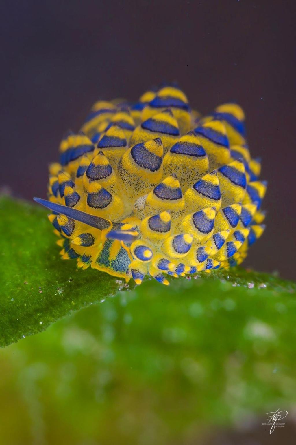 TULAMBEN