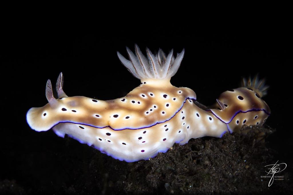 TULAMBEN
