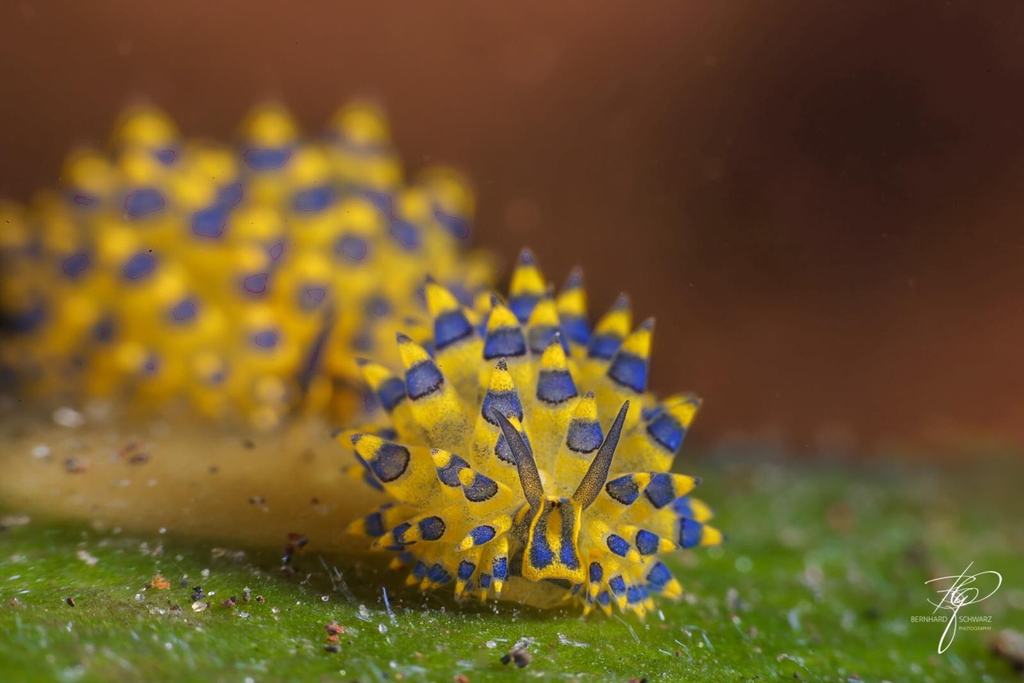TULAMBEN
