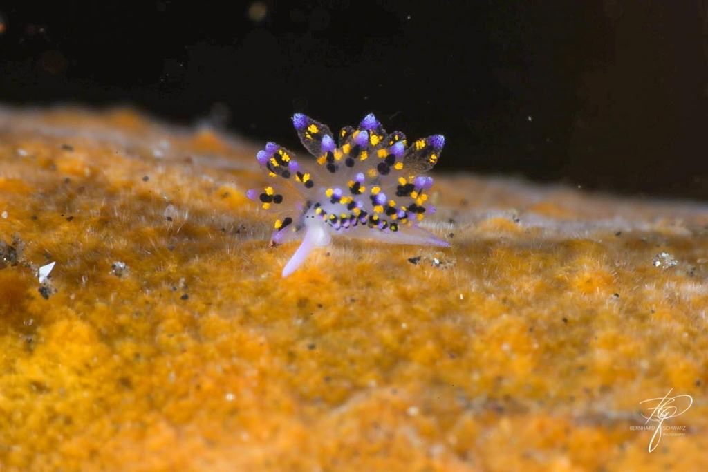 TULAMBEN