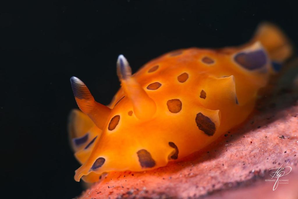 TULAMBEN