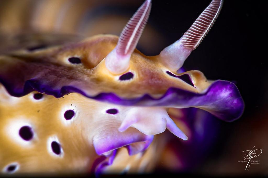 TULAMBEN