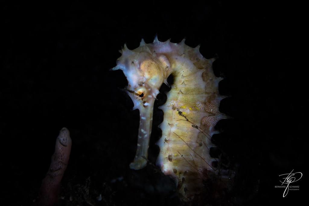 TULAMBEN