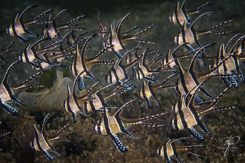 TULAMBEN