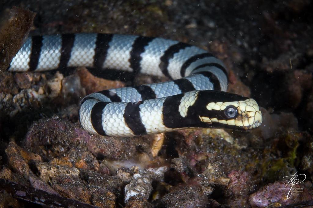 TULAMBEN