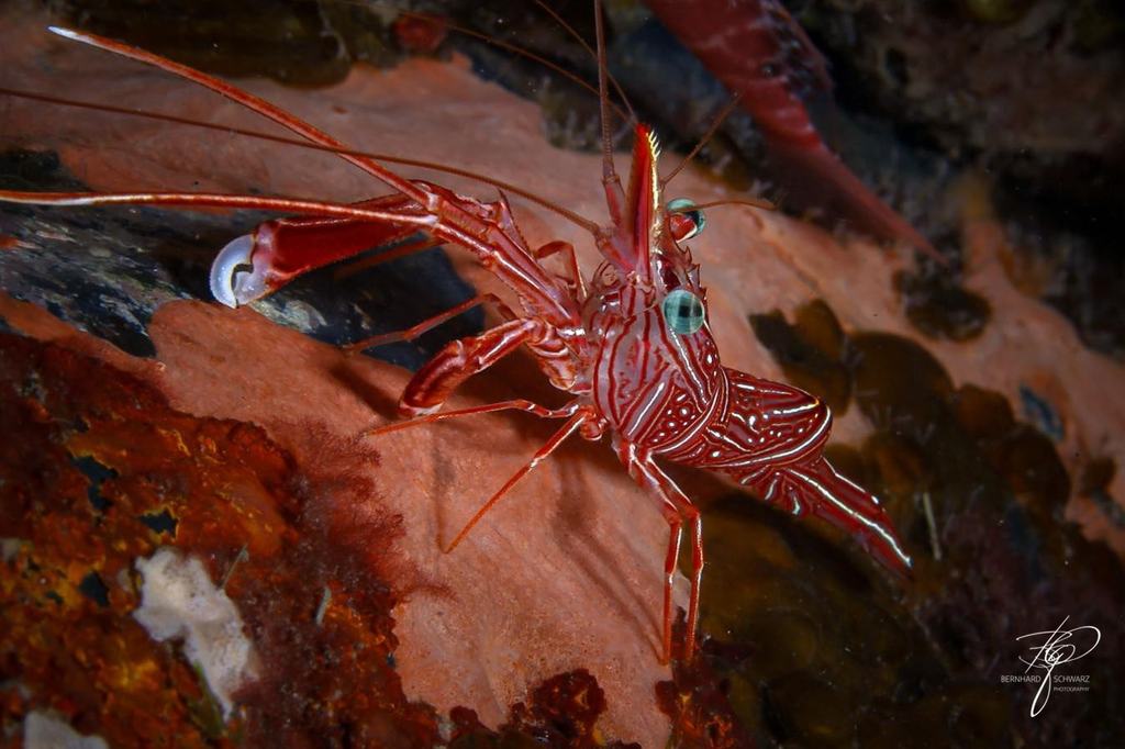 TULAMBEN