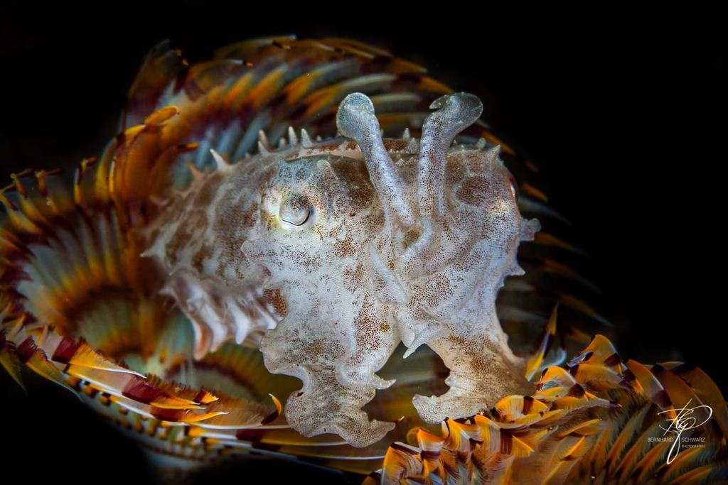 TULAMBEN