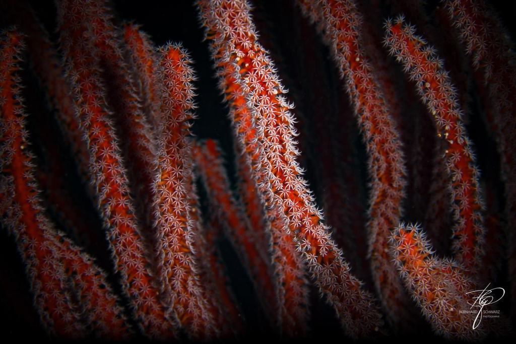 TULAMBEN