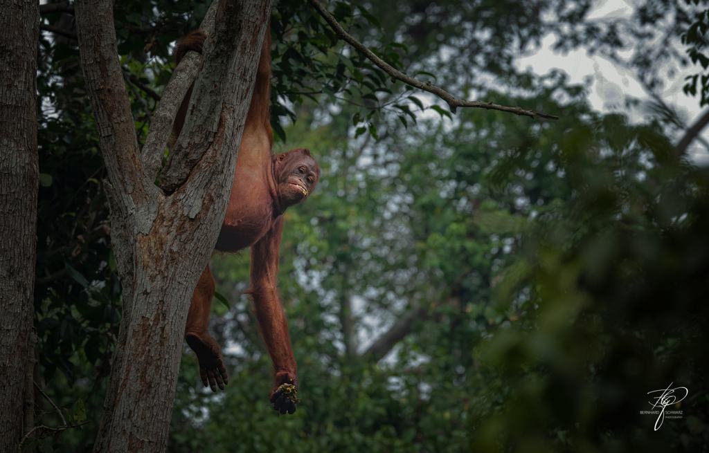 BORNEO
