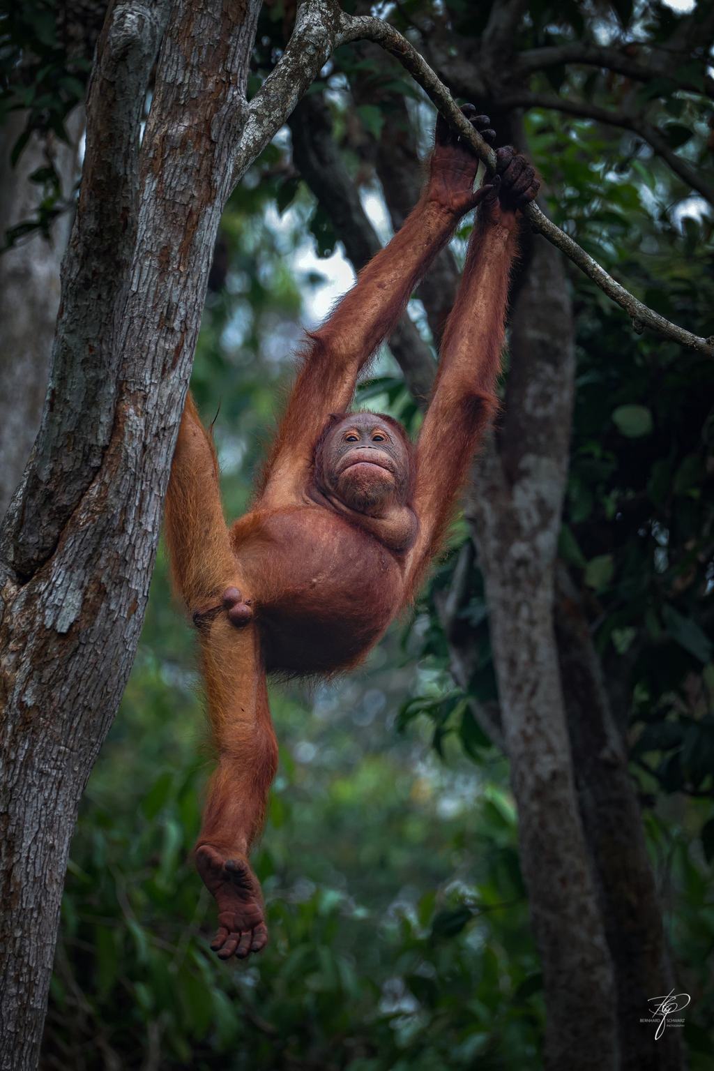 BORNEO