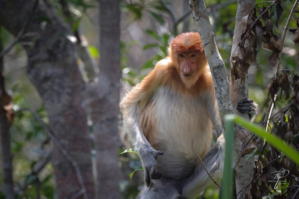 BORNEO