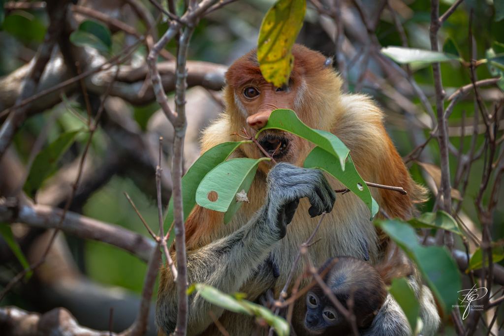 BORNEO