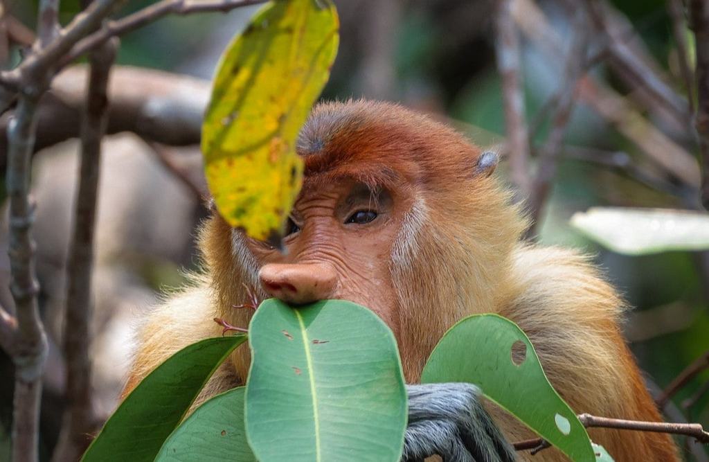 BORNEO