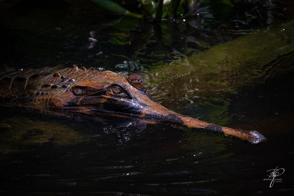 BORNEO