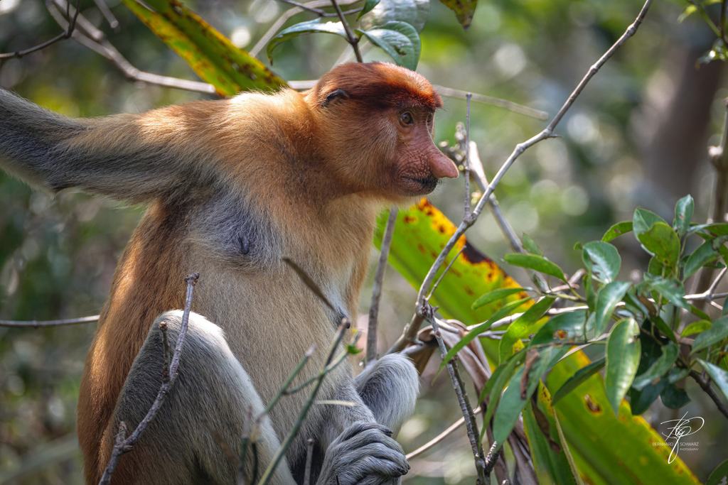 BORNEO