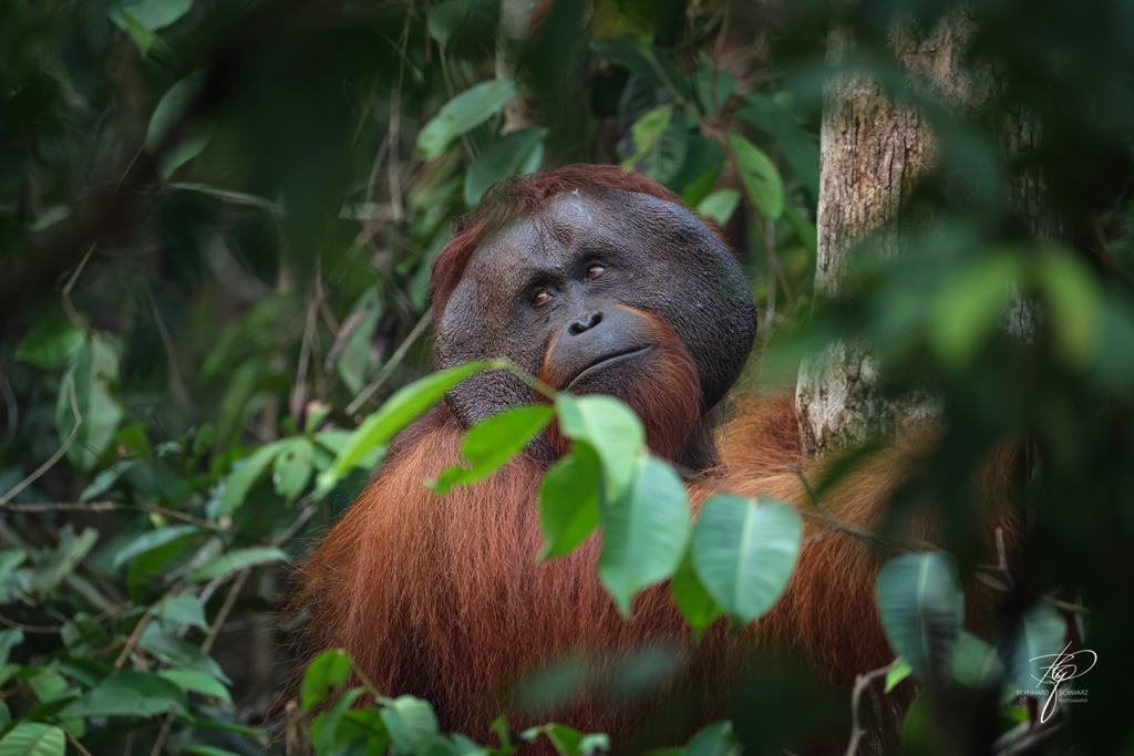 BORNEO