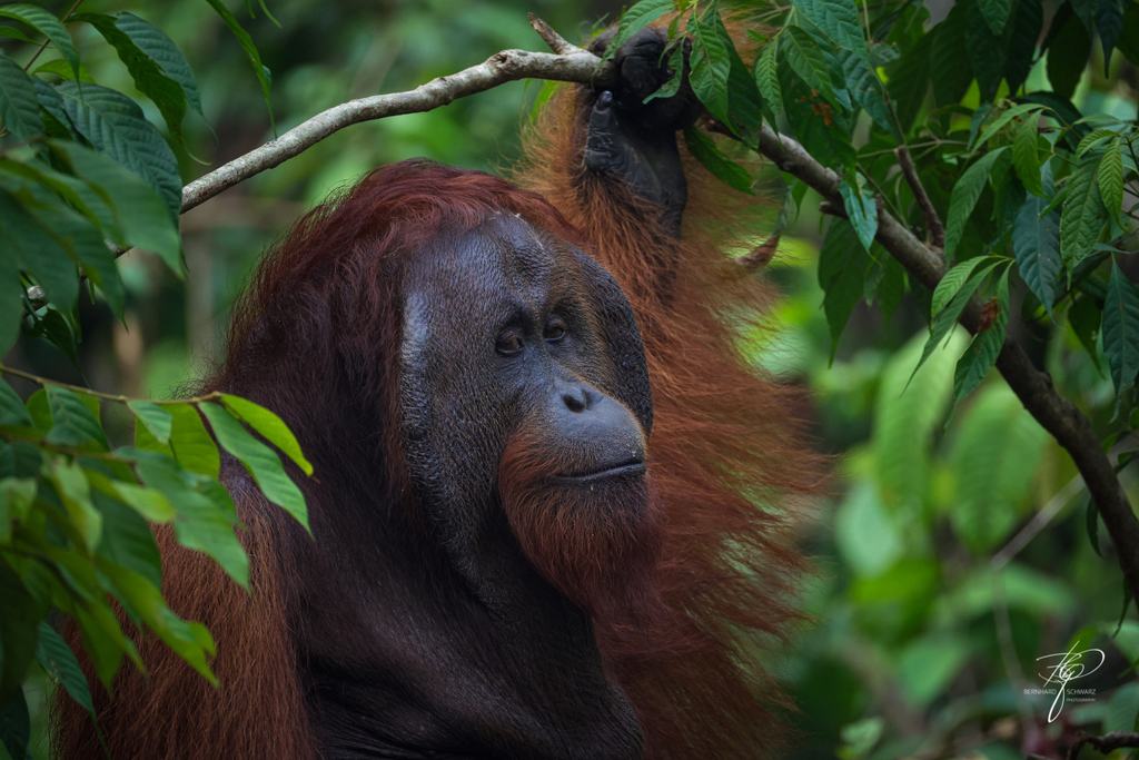 BORNEO