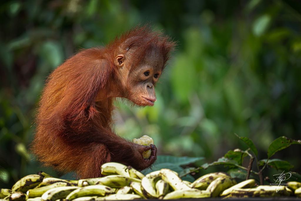 BORNEO