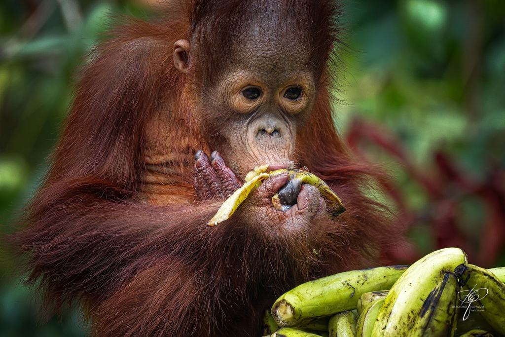 BORNEO