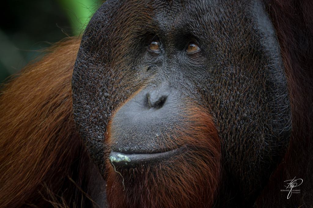 BORNEO