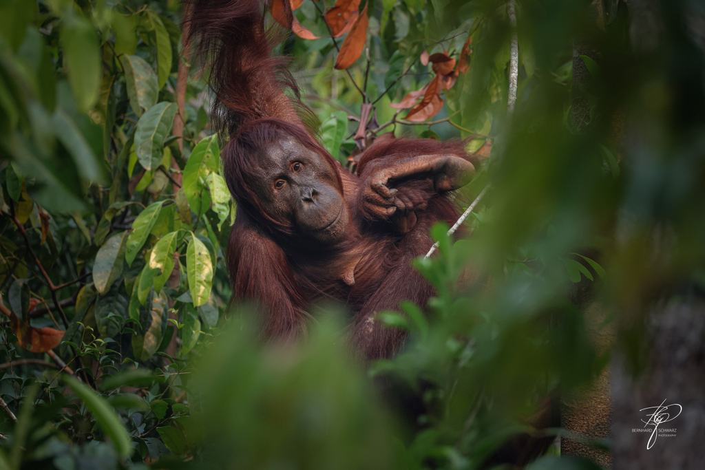 BORNEO