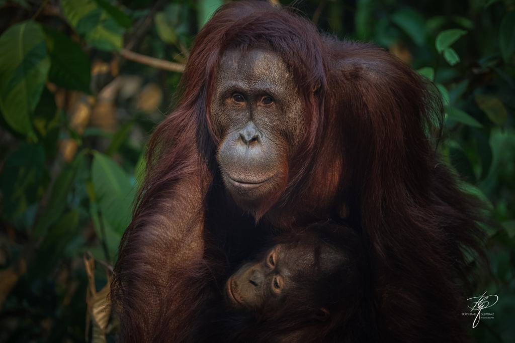 BORNEO