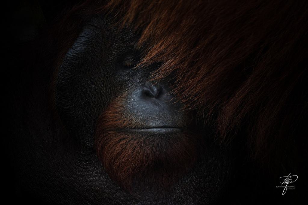 BORNEO