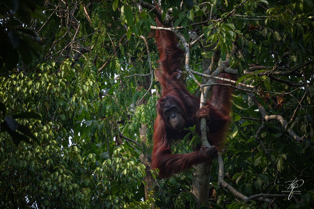 BORNEO