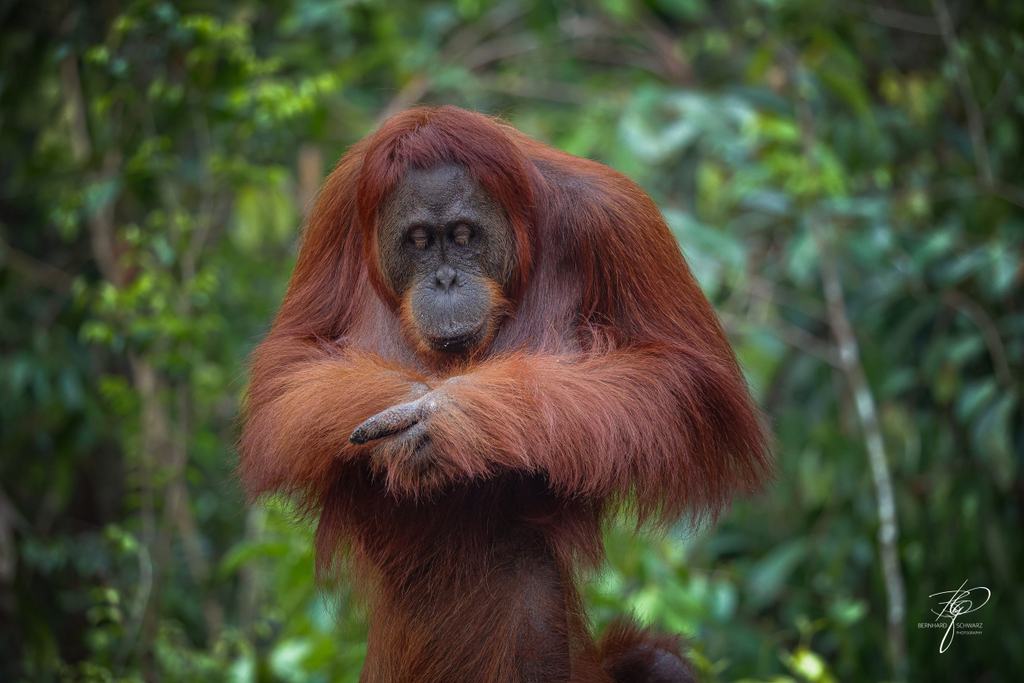 BORNEO