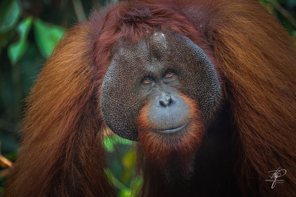 BORNEO