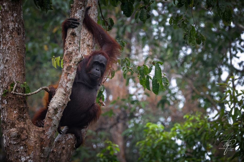 BORNEO