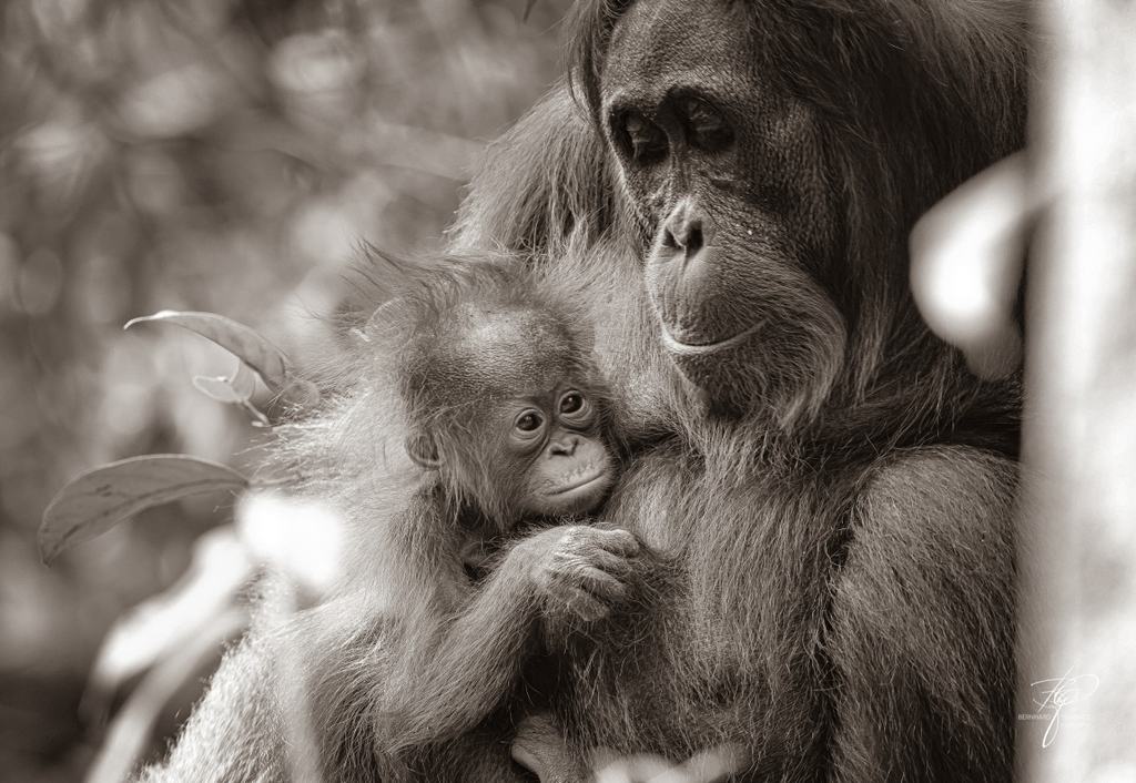 BORNEO