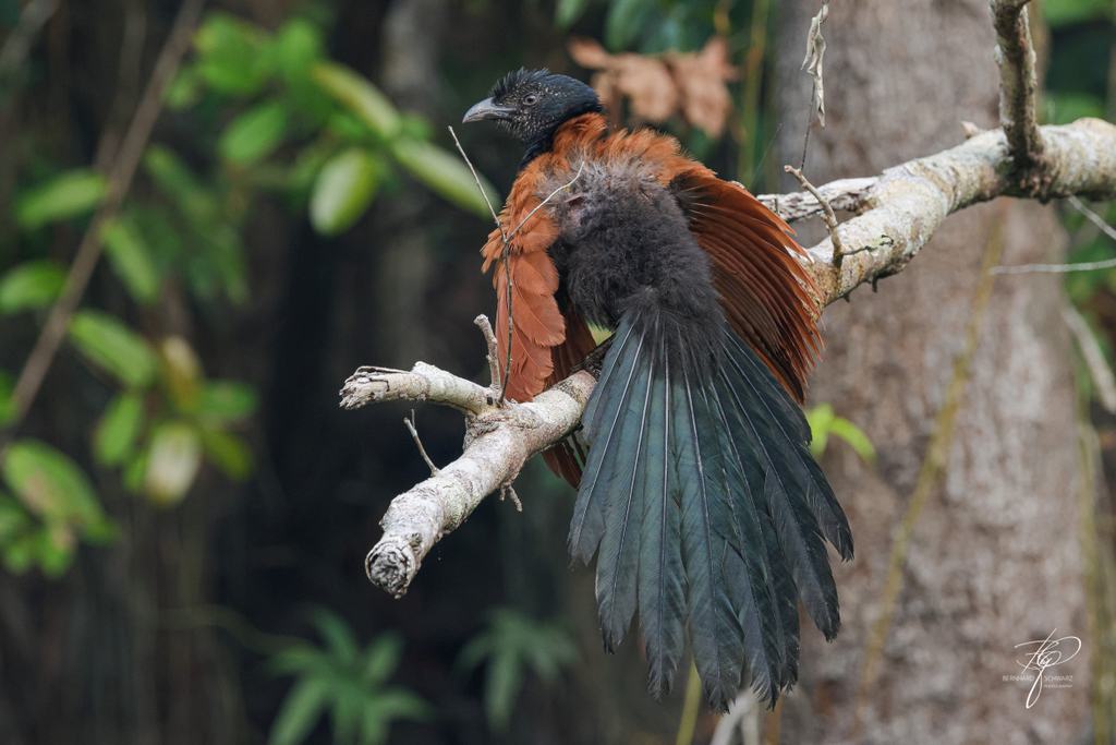 BORNEO