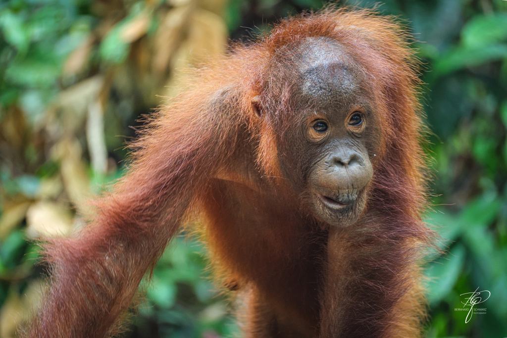 BORNEO