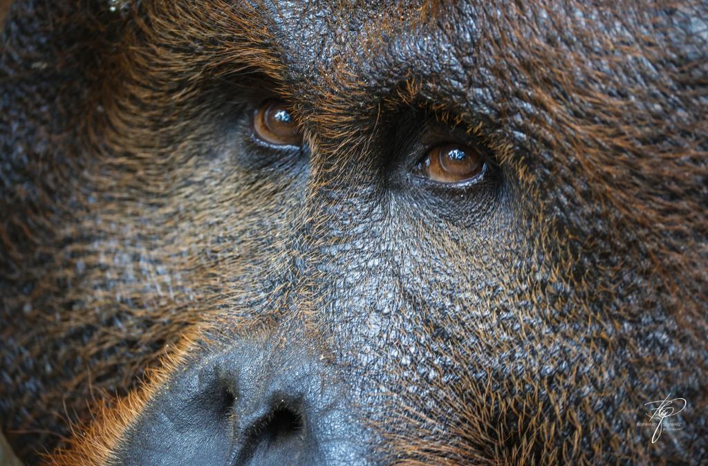 BORNEO