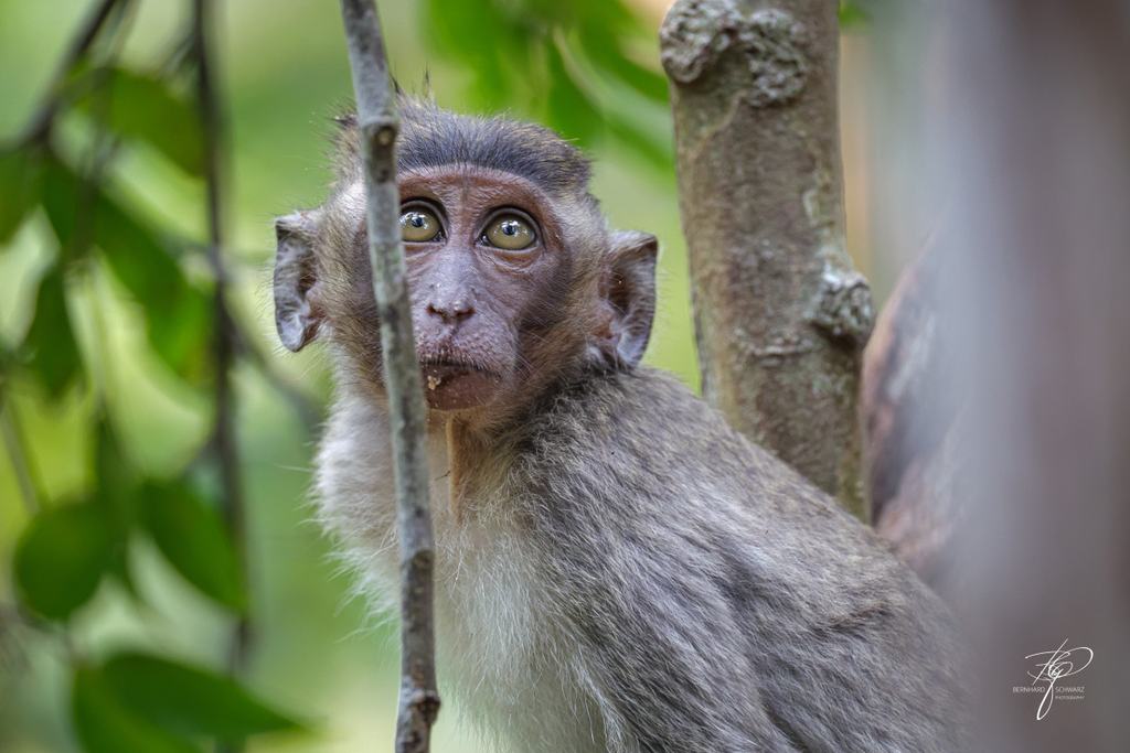 BORNEO