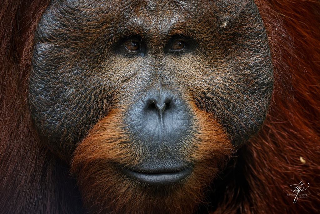 BORNEO