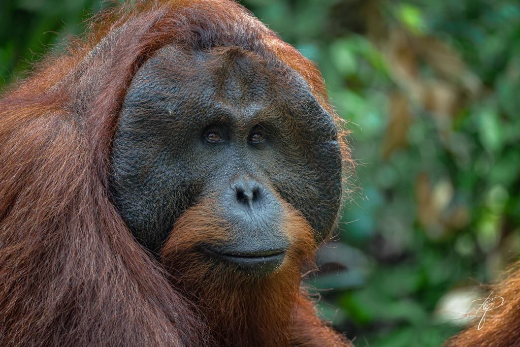 BORNEO