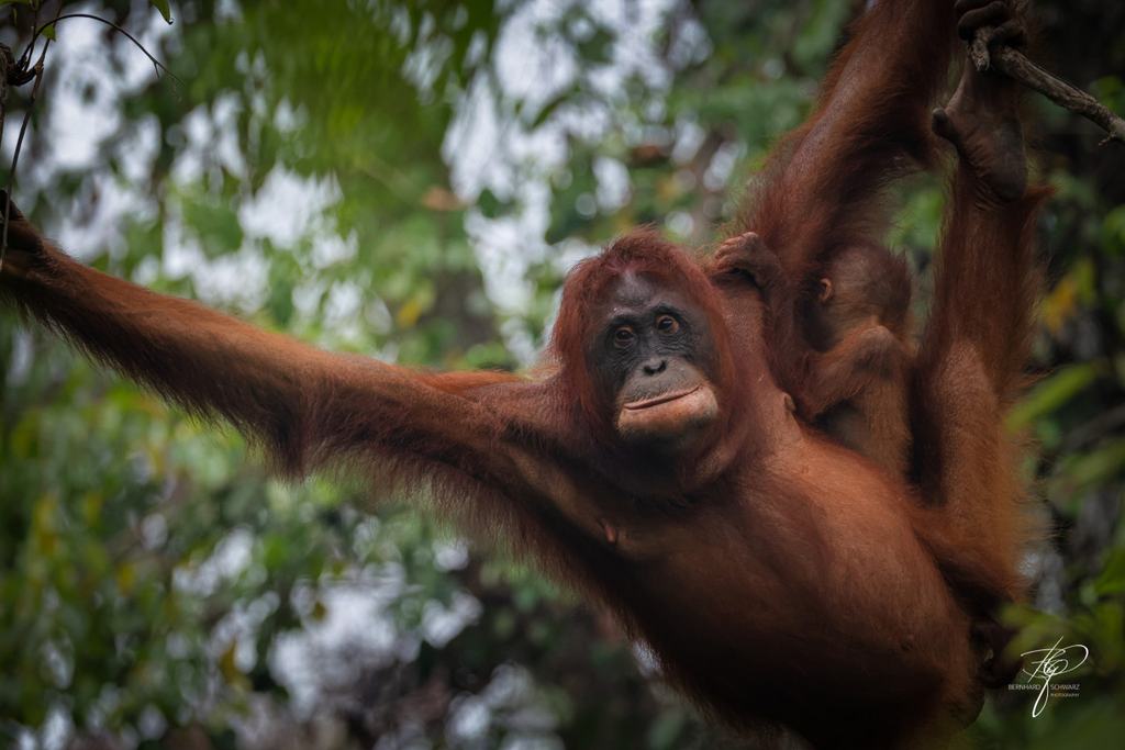 BORNEO