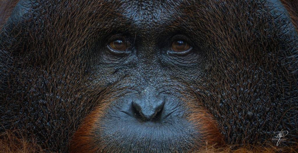 BORNEO