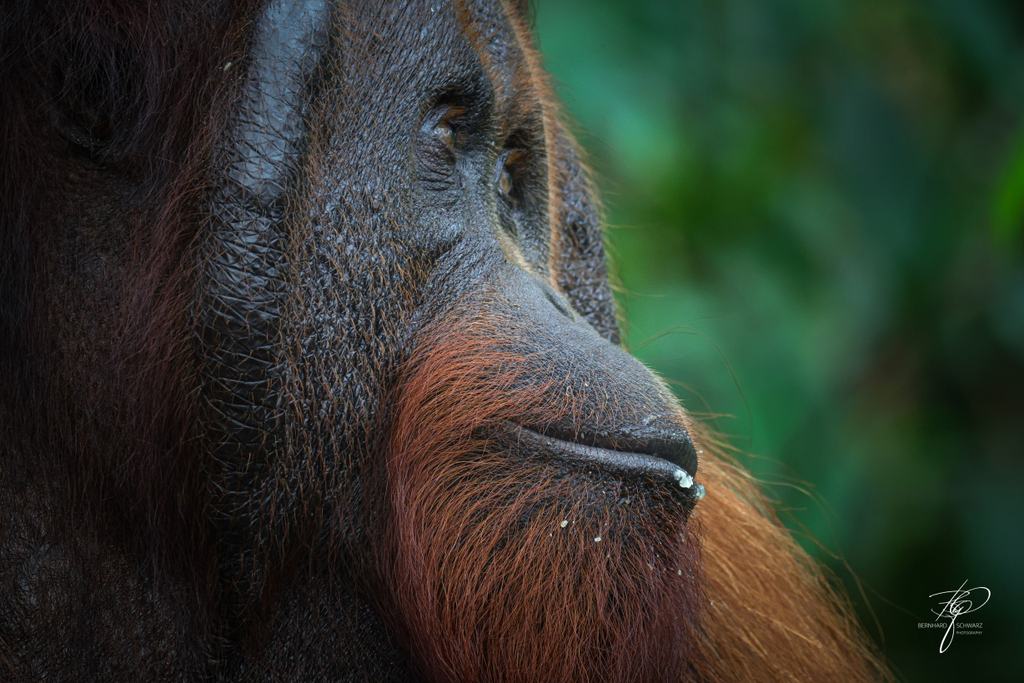 BORNEO