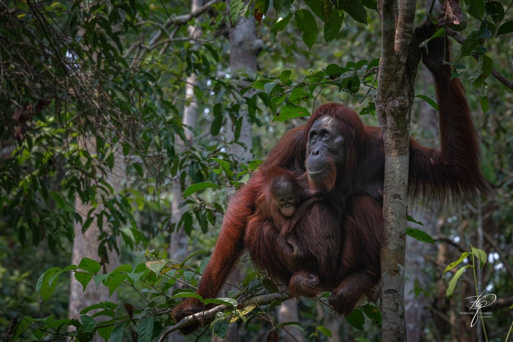 BORNEO