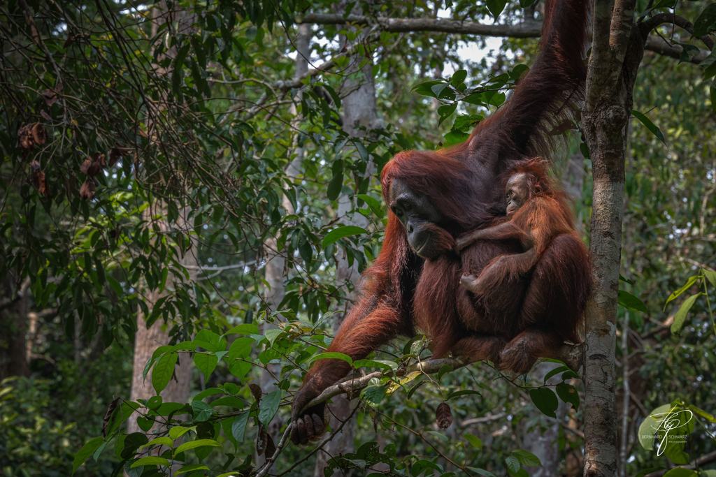 BORNEO