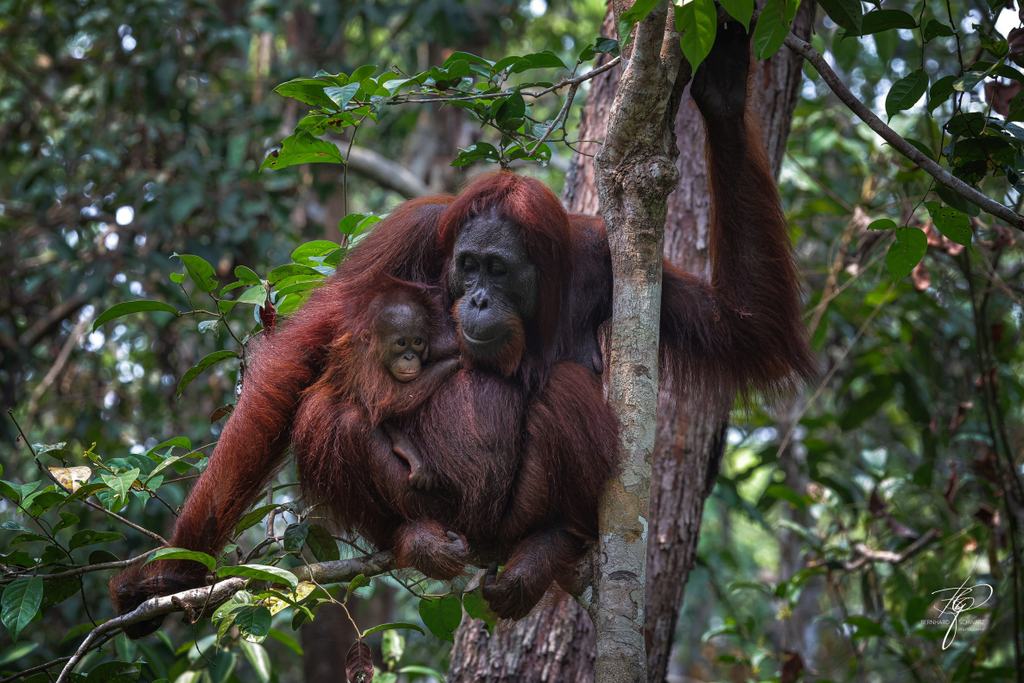 BORNEO