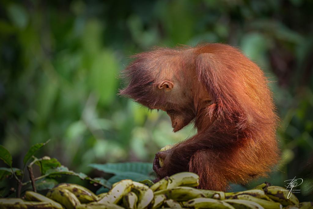 BORNEO